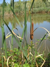 Typha latifolia